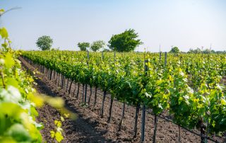 Weinbau Nekowitsch Weingärten
